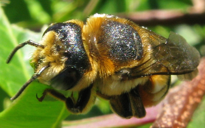 Roditore accanito:... Megachile sp. (Apidae Megachilinae)